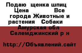 Подаю. щенка шпиц  › Цена ­ 27 000 - Все города Животные и растения » Собаки   . Амурская обл.,Селемджинский р-н